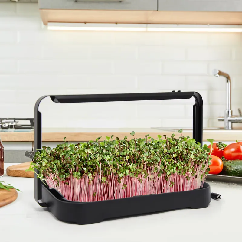 Smart Garden Indoor - Taca hydroponiczna do uprawy mikrolistków w